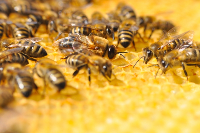 Методики пчеловодства в Сибири