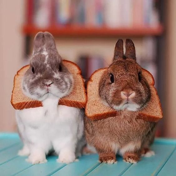 Можно ли кроликам хлеб?
