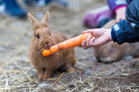 Морковка для кроликов