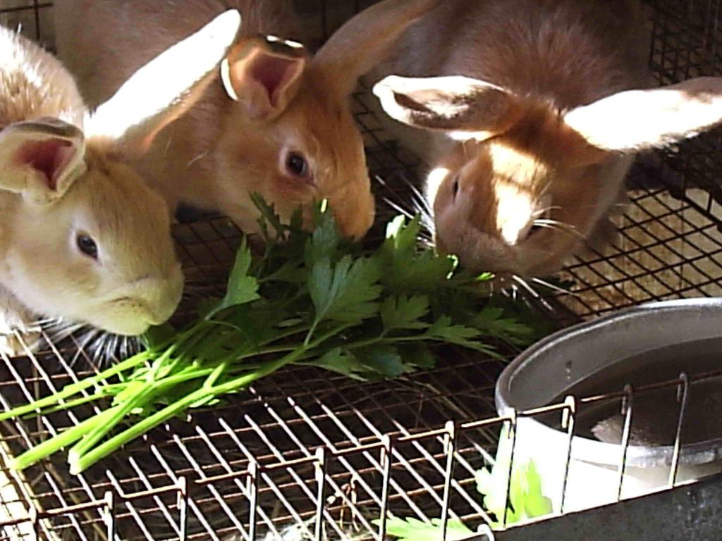 Зелень для кроликов