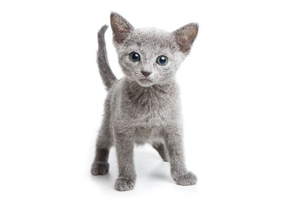 картинки кошек породы русская голубая