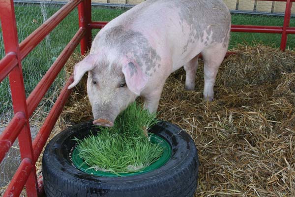 Выгодно ли держать свиней на продажу мяса?