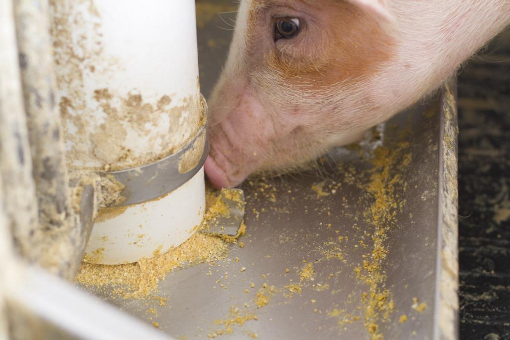 Выгодно ли держать свиней на продажу мяса?