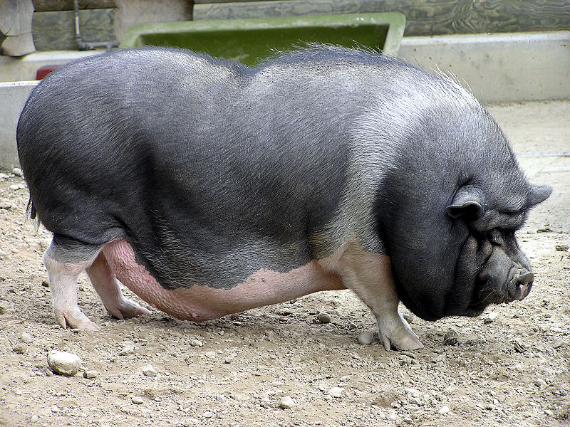 Размножение свиней в домашних условиях: условия содержания и разведения