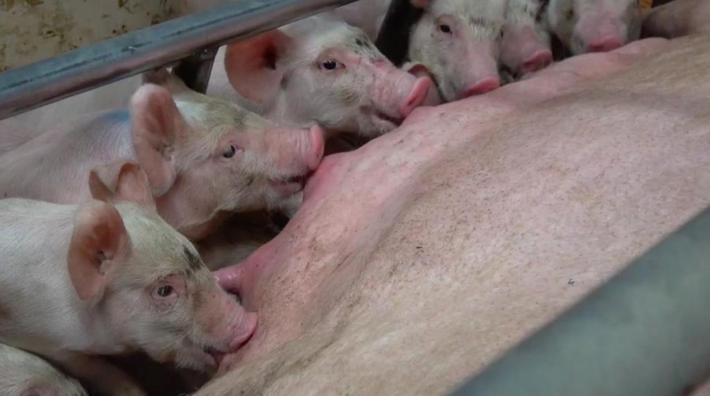 Размножение свиней в домашних условиях: условия содержания и разведения