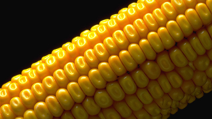 Урожайность кукурузы: средние показатели, технология производства и сорта