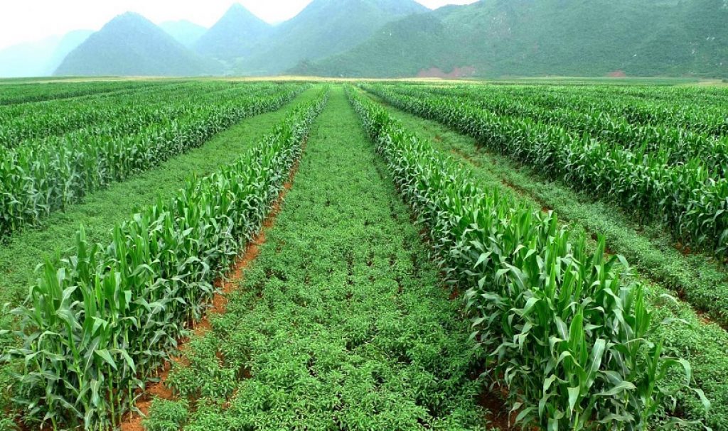 Урожайность кукурузы: средние показатели, технология производства и сорта