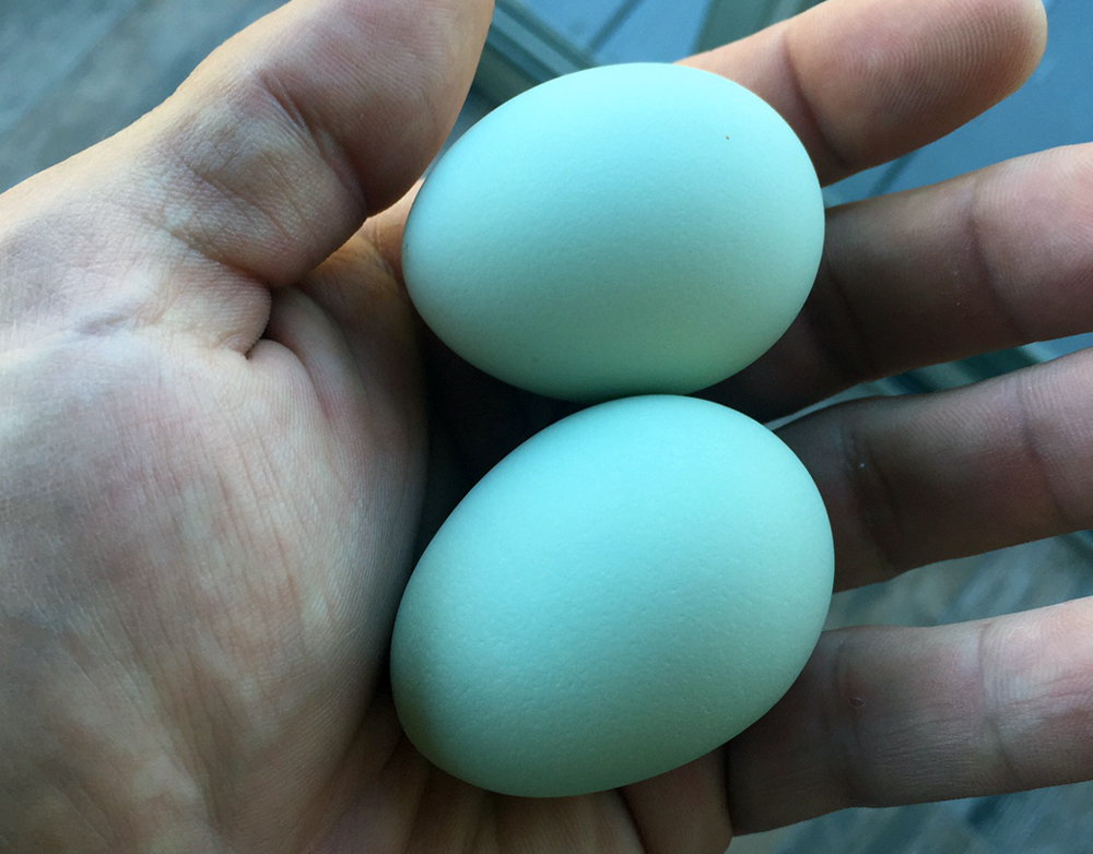 Размеры яиц амераукан