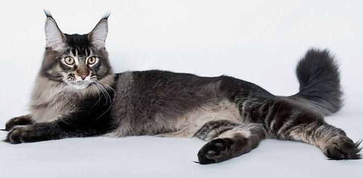 Тикированный окрас кошек: разновидности, описание