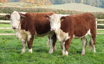 герефордская порода коров фото