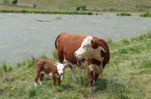 герефордская порода коров характеристика 