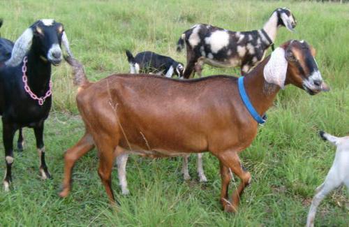 англо нубийская порода коз 