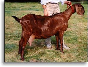 нубийская порода коз общая характеристика 
