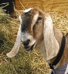 нубийская порода козы 