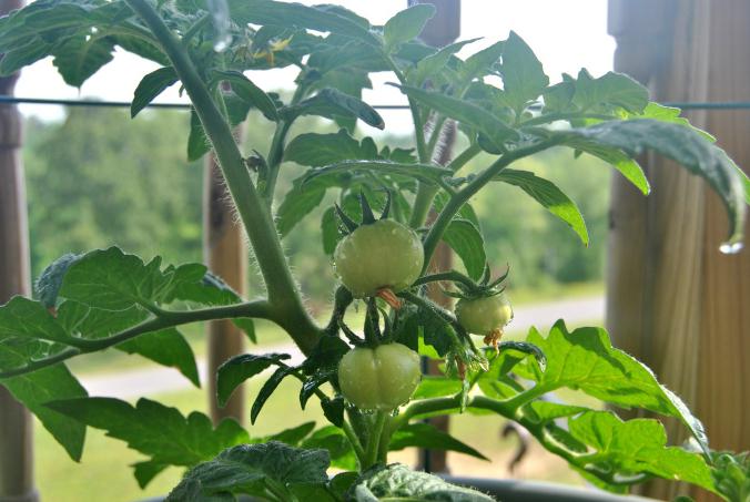 томат москвич выращивание отзывы 