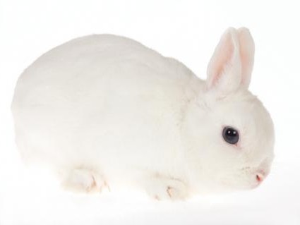 кролик породы гермелин