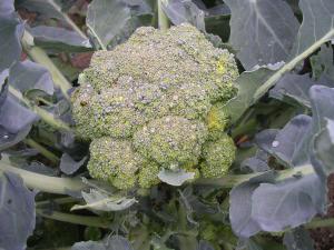 выращивание брокколи в открытом грунте 