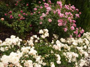 парковые розы подходящие сорта для подмосковья 