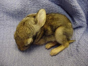 болезни кроликов симптомы и их лечение 