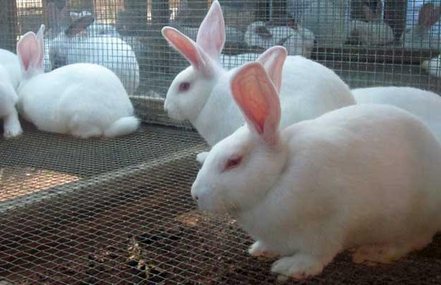 болезни кроликов вздутие живота лечение
