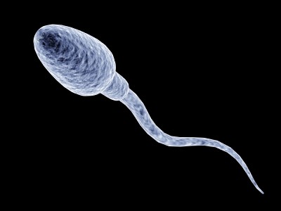 Сколько живёт сперматозоид