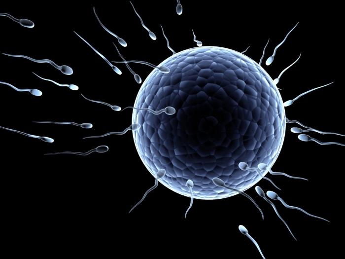 Сколько дней живёт сперматозоид