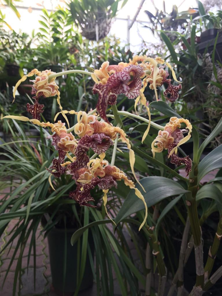 Строение орхидеи: части растения, описание, фото