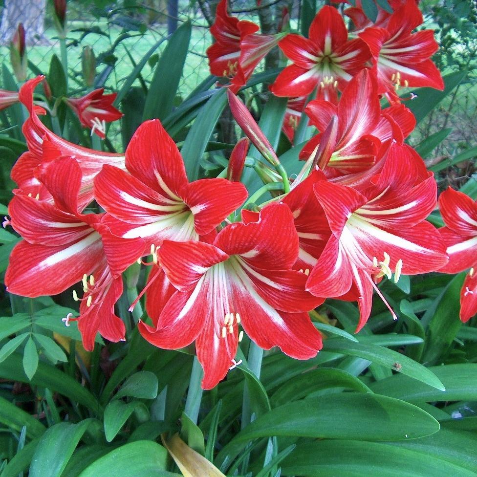 Комнатный цветок Hippeastrum: уход в домашних условиях