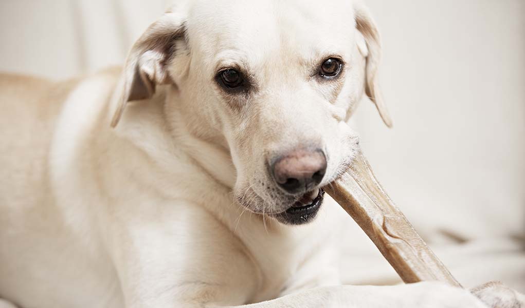 Есть ли молочные зубы у собак, и когда они выпадают?