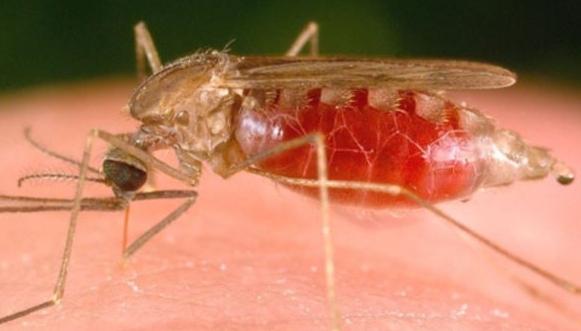 малярийный комар чем опасен