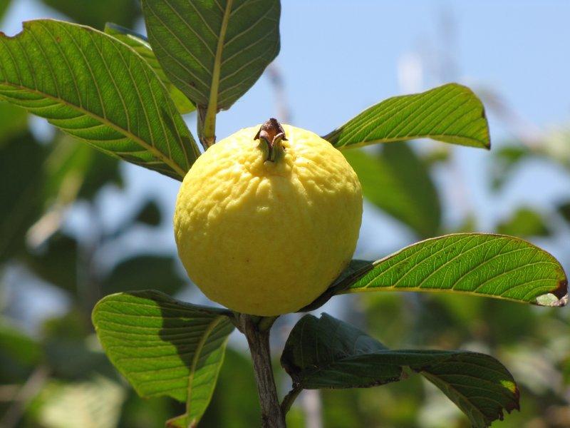 гуава фрукт