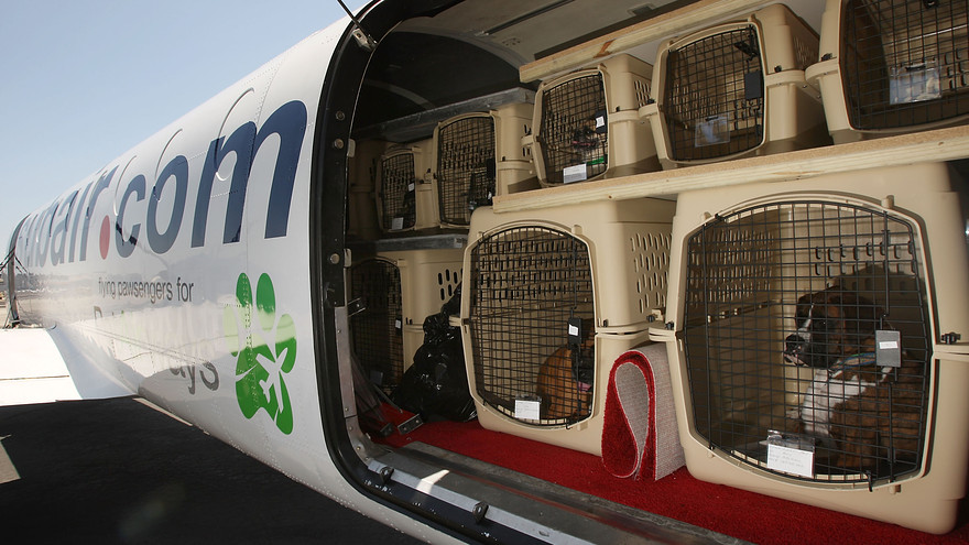 животные в багажном отсеке самолета