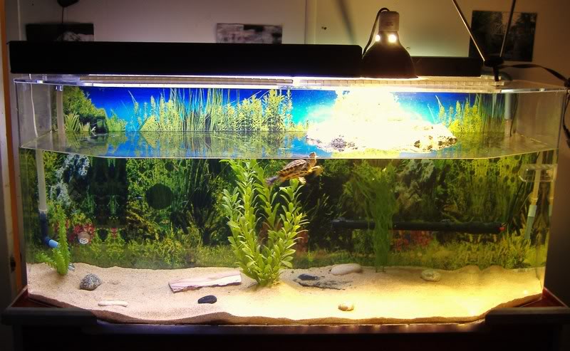 аквариум с красноухой черепахой