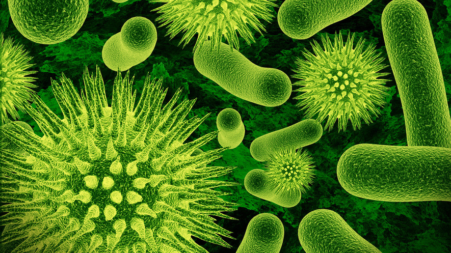 полезные и вредные бактерии