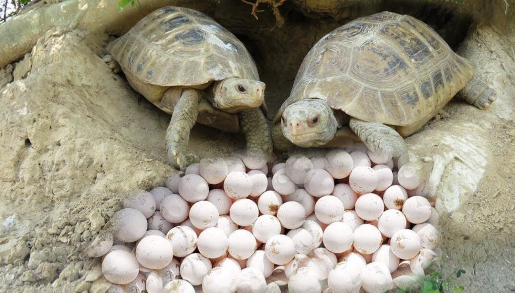 как размножаются черепахи