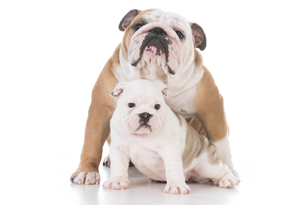 Корм «ПроПлан» для собак мелких пород: состав, мнения ветеринаров, плюсы и минусы продукта