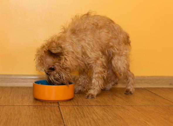 Корм «ПроПлан» для собак мелких пород: состав, мнения ветеринаров, плюсы и минусы продукта