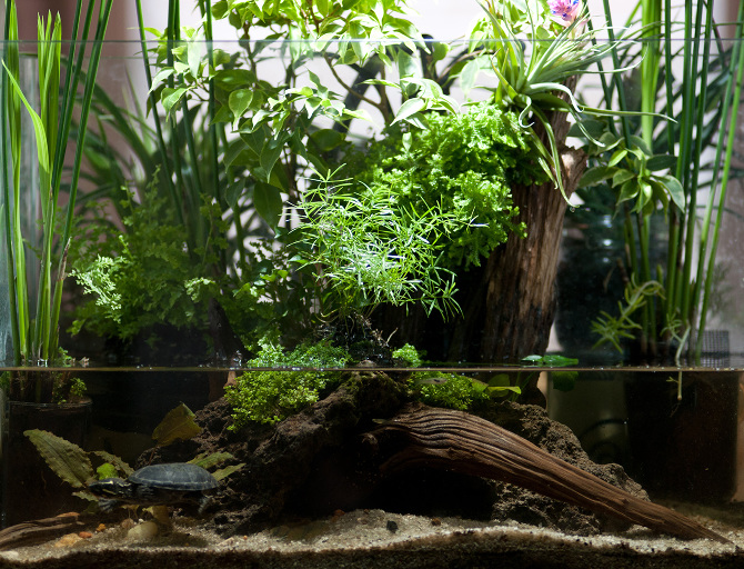 Растения для палюдариума: виды, условия содержания, фото. Создание и оформление палюдариума