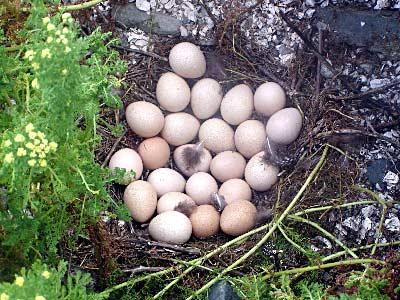 Сколько высиживают яйца цесарки