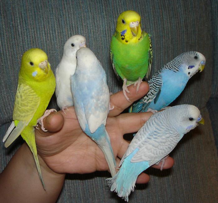 Как выбирать волнистого попугая