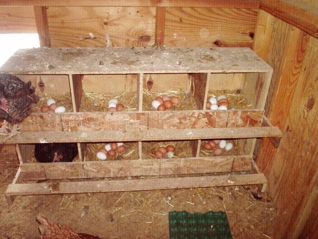 Размер гнезда для курицы несушки