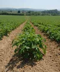 Применение гербицидов на картофеле