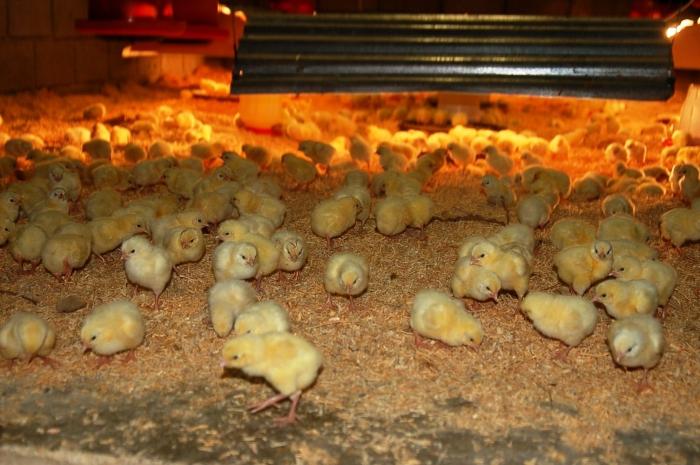 Чем кормить недельных бройлерных цыплят
