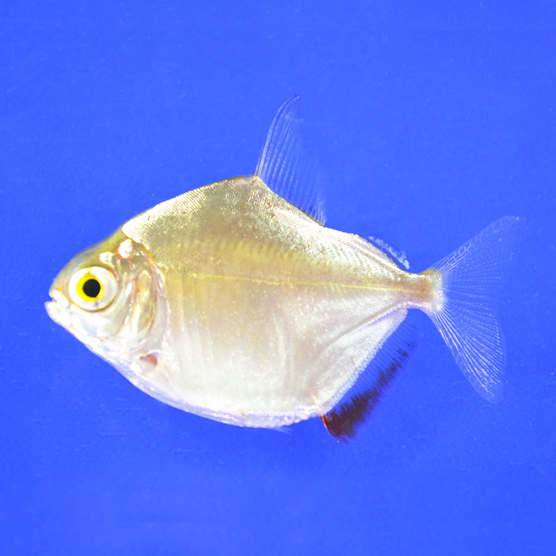 Метиннис серебристый: описание рыбки, условия содержание и рекомендации по уходу