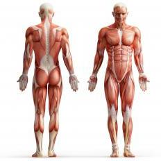 анатомия силовых упражнений