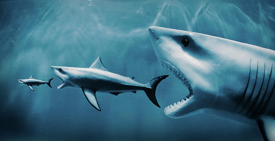 большая акула съедает маленьких рыб, отсылка к терминам "рыба" и "акула" в покере