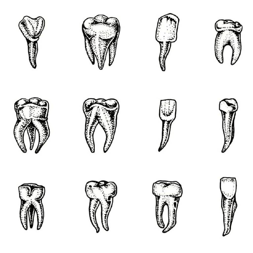 объемный рисунок зубов