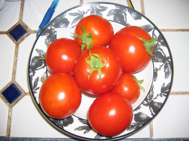 сорт томатов волгоградский 