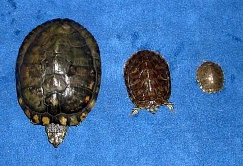 красноухая черепаха как определить возраст