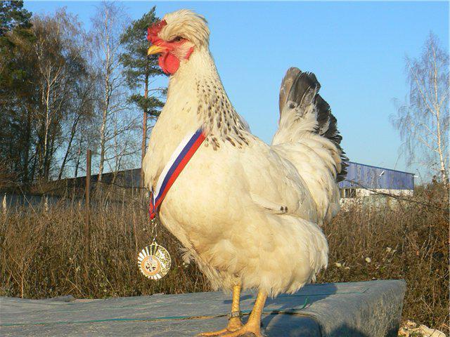 русская хохлатая порода кур